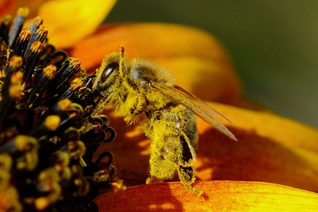 What is special about bee pollen?