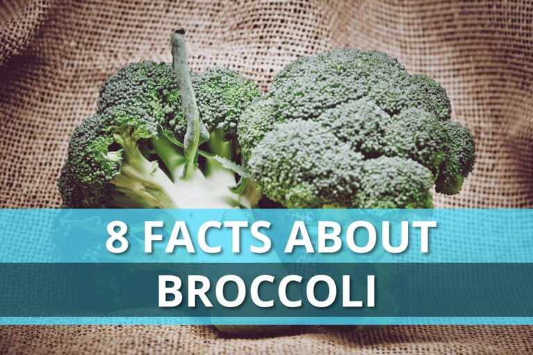8 Facts About Broccoli